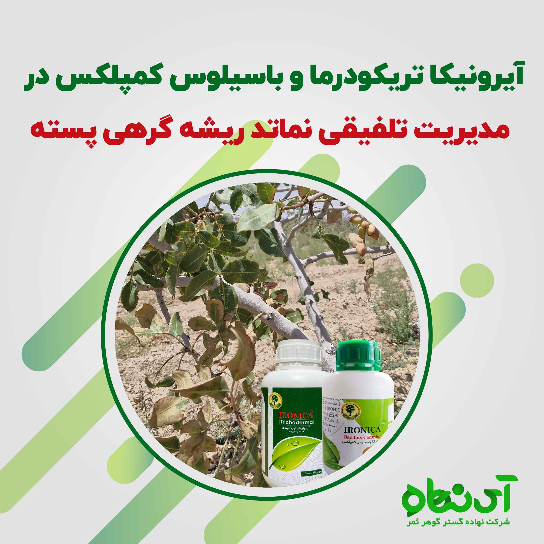 آیرونیکا تریکودرما و باسیلوس کمپلکس در مدیریت تلفیقی نماتد ریشه گرهی پسته